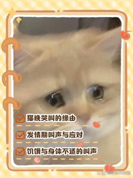 夜猫情感表达_深夜如何倾诉心声