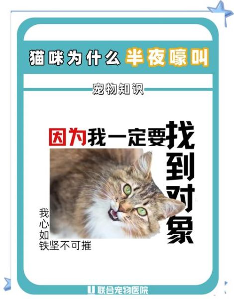 夜猫情感表达_深夜如何倾诉心声