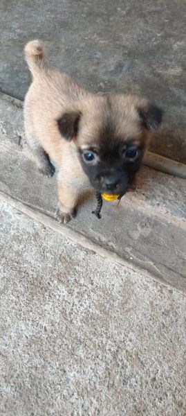 小土狗会哭吗_如何分辨小土狗的情感表达