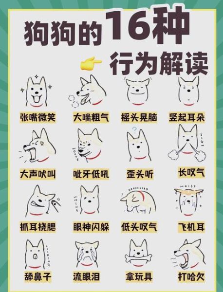 小狗为什么总是摇尾巴_小狗开心时有哪些表现