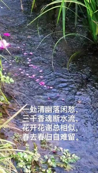 落花表达什么情感_落花意象有哪些