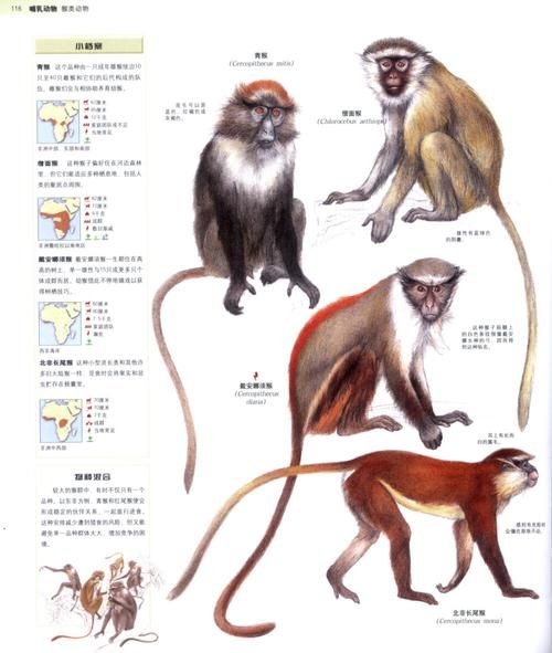动物百科读书报告怎么写_动物百科读书报告范文