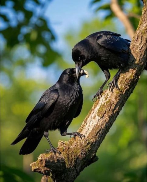 乌鸦为什么叫_乌鸦表达情感