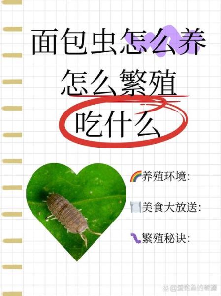 昆虫吃什么_昆虫如何繁殖