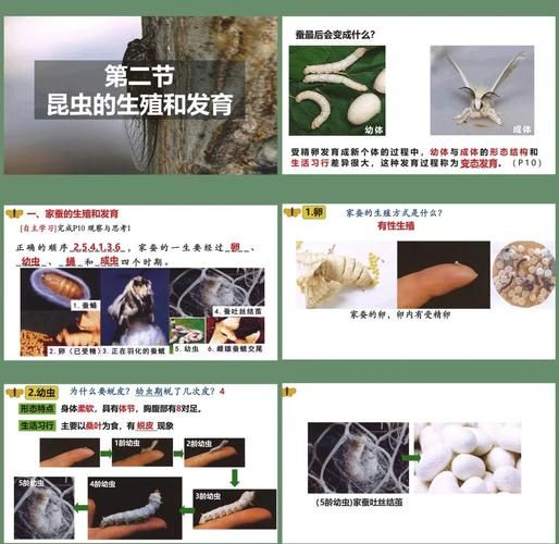 昆虫吃什么_昆虫如何繁殖