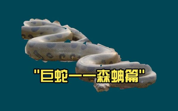 森蚺会攻击人类吗_森蚺的寿命有多长