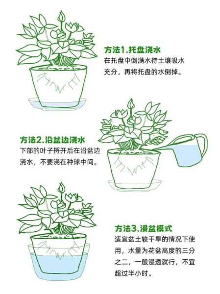 藤蔓植物怎么养_藤蔓植物多久浇一次水