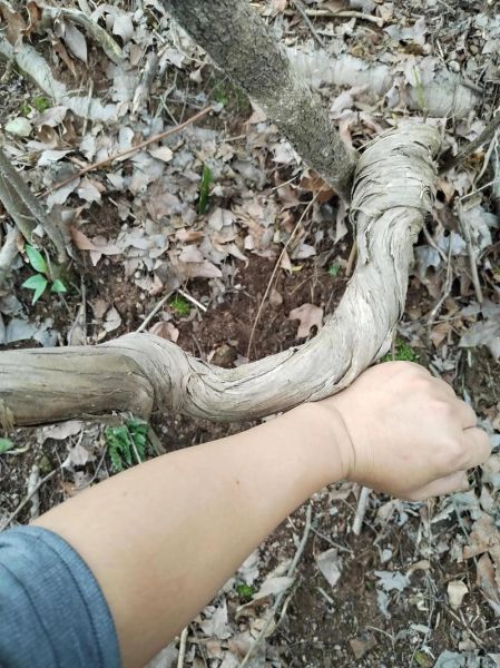 藤蔓植物怎么养_藤蔓植物多久浇一次水