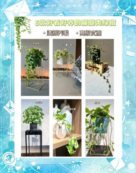 藤蔓植物怎么养_藤蔓植物多久浇一次水