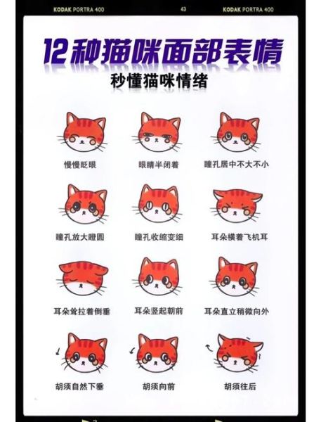 动物怎么表达情感_动物情绪表达方式