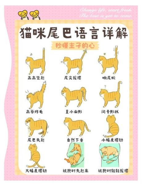 动物怎么表达情感_动物情绪表达方式