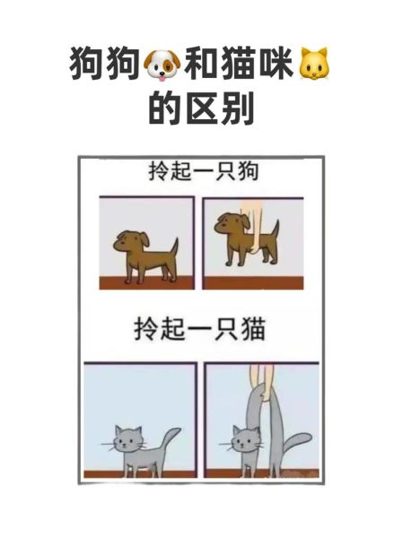 猫狗情感表达方式有哪些_如何区分猫狗情绪