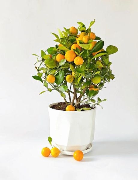 橘子代表什么情感_橘子在爱情里的寓意