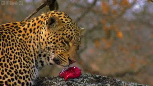 豹子情感表达_豹子怎么表达情绪