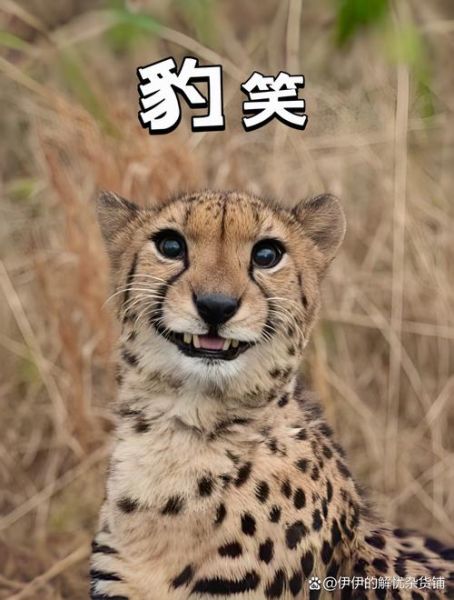 豹子情感表达_豹子怎么表达情绪