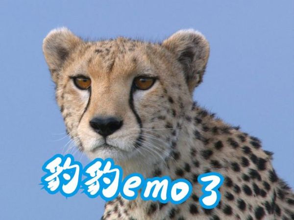 豹子情感表达_豹子怎么表达情绪