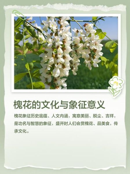 槐花汪曾祺表达了什么情感_槐花象征什么