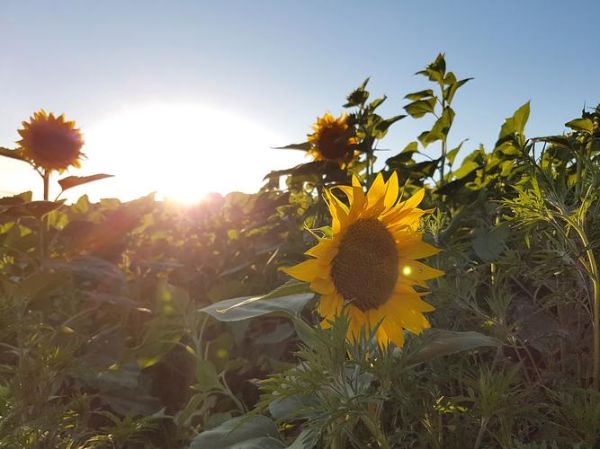 太阳姑娘表达情感_如何用阳光治愈内心