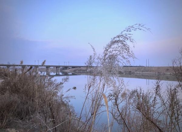 芦苇象征什么情感_如何理解芦苇的孤独