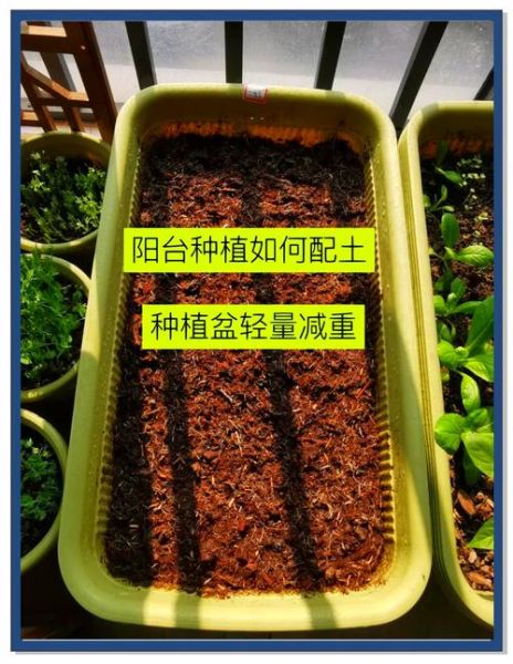 阳台种菜怎么选土_新手适合种什么菜