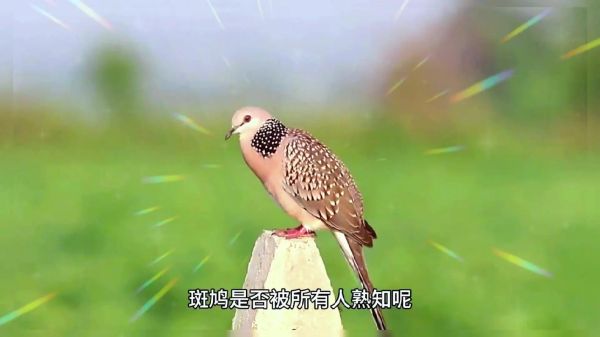 斑鸠叫声代表什么_斑鸠是吉兆还是凶兆