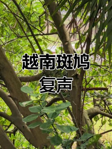 斑鸠叫声代表什么_斑鸠是吉兆还是凶兆