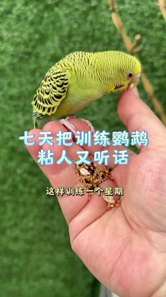 鹦鹉怎么训练说话_鹦鹉说话训练技巧