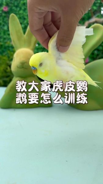 鹦鹉怎么训练说话_鹦鹉说话训练技巧
