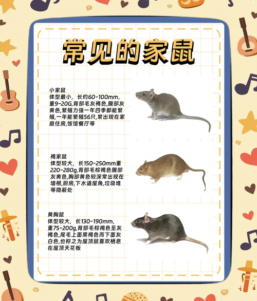 小鼠动作表达情感_如何识别