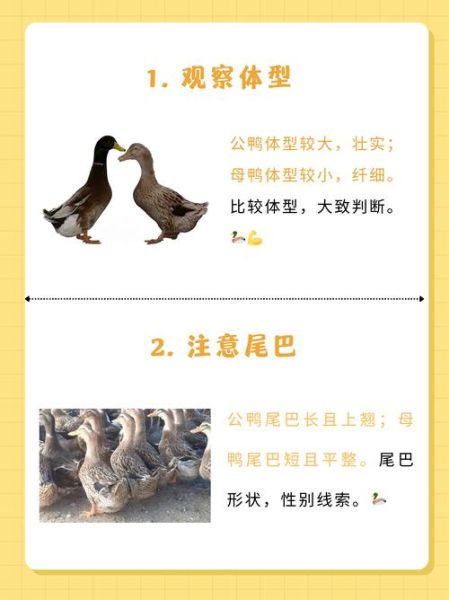 鸭子为什么总是叫_鸭子叫声代表什么情感