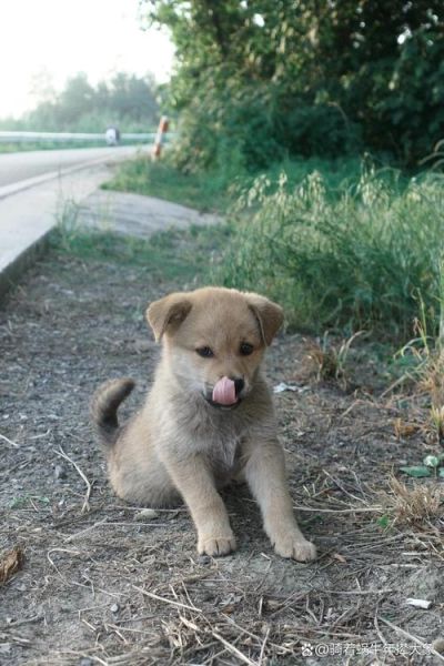 土狗为什么突然不理人_土狗情绪低落怎么办