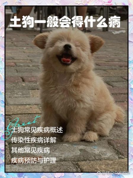 土狗为什么突然不理人_土狗情绪低落怎么办