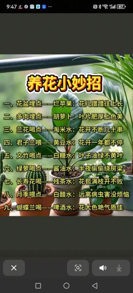 为什么养花能治愈情绪_养花如何表达情感