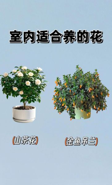 为什么养花能治愈情绪_养花如何表达情感