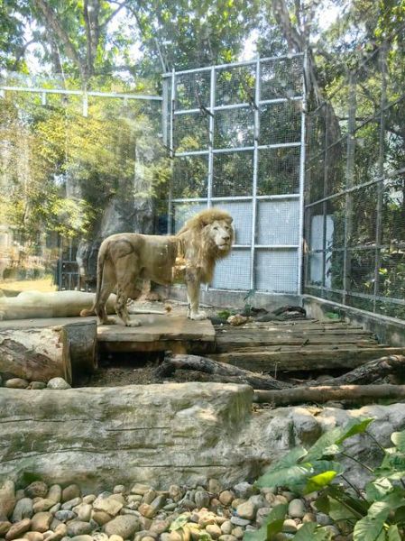 小白狮情感表达_小白狮怎么表达情绪