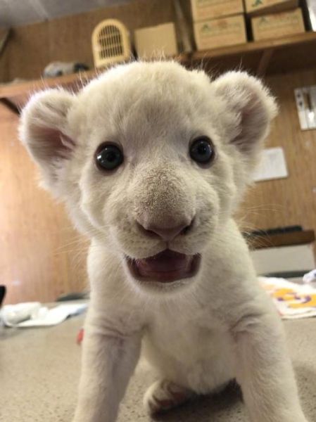 小白狮情感表达_小白狮怎么表达情绪