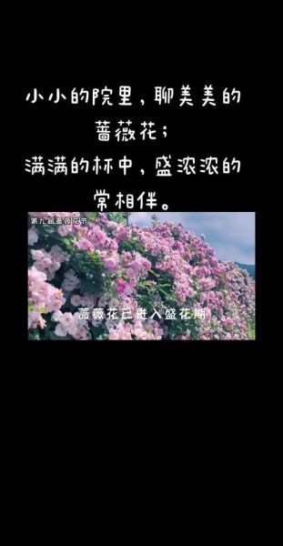 蔷薇花语是什么_蔷薇代表什么情感