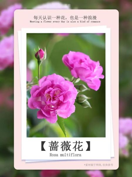 蔷薇花语是什么_蔷薇代表什么情感