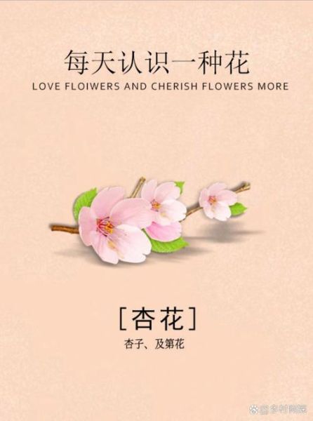 杏花的花语是什么_杏花代表什么情感
