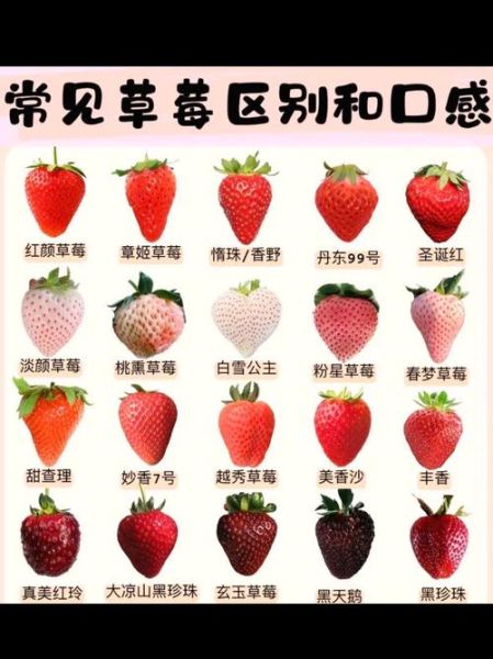 草莓代表什么情感_草莓象征爱情吗