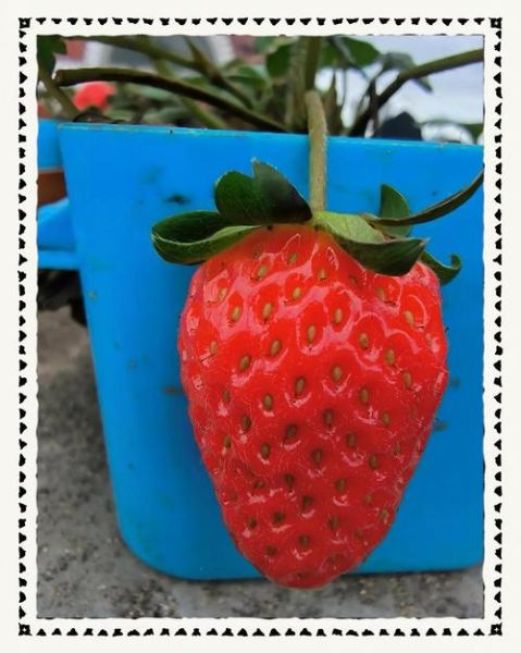 草莓代表什么情感_草莓象征爱情吗