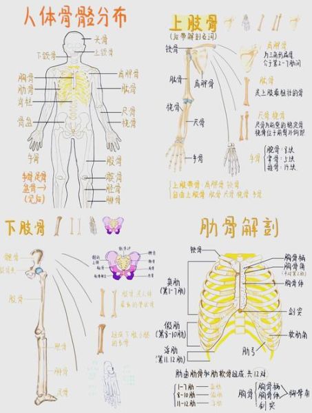 人体骨骼有多少块_如何保养骨骼健康