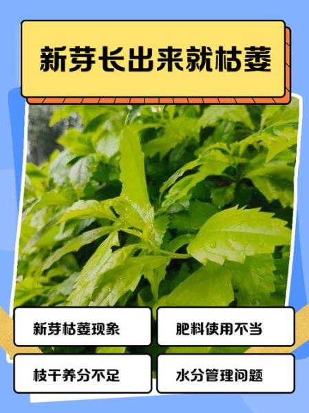 枯叶新芽象征什么情感_如何表达重生