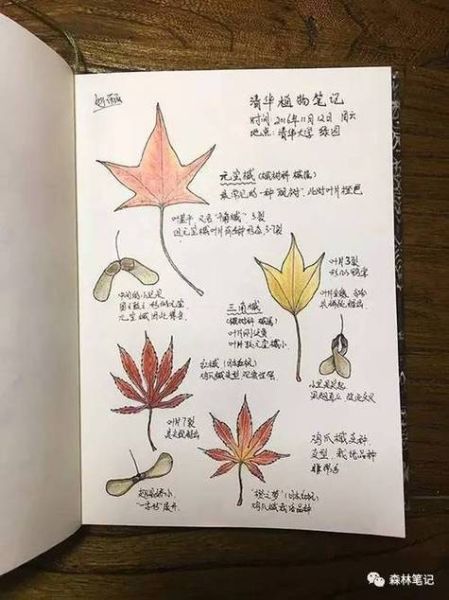 植物百科全书读书笔记怎么写_植物百科读书笔记模板