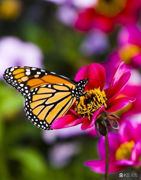彩蝶情感表达_彩蝶代表什么情感