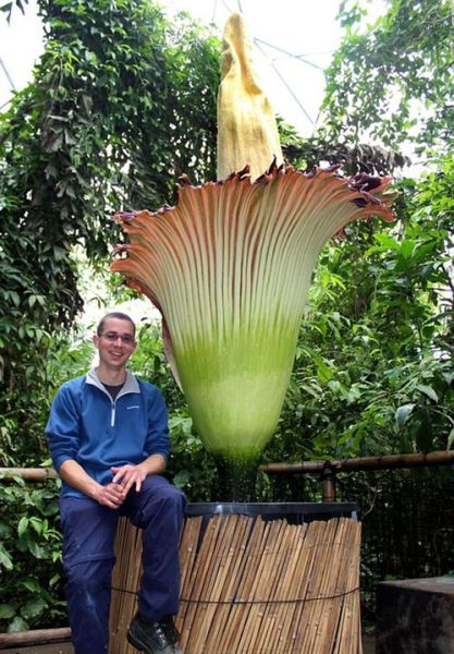 大花草为什么叫尸花_大花草会吃人吗