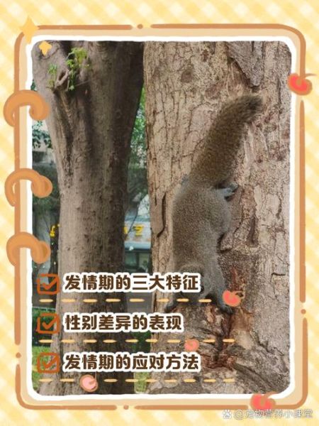 松鼠怎么表达情感_松鼠情感表达方式