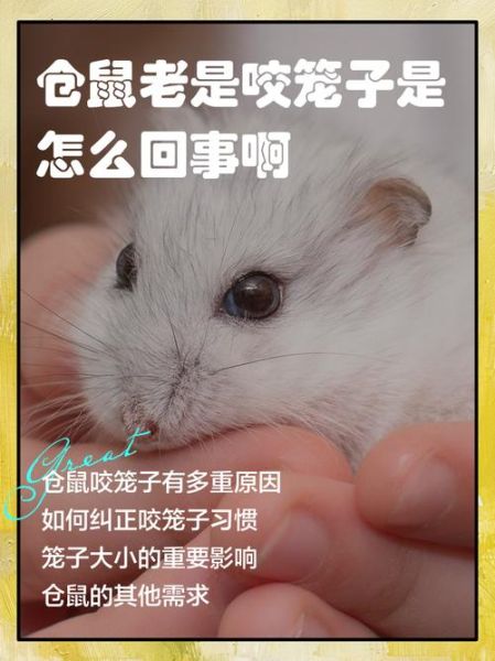仓鼠为什么爱咬笼子_怎么让它安静下来