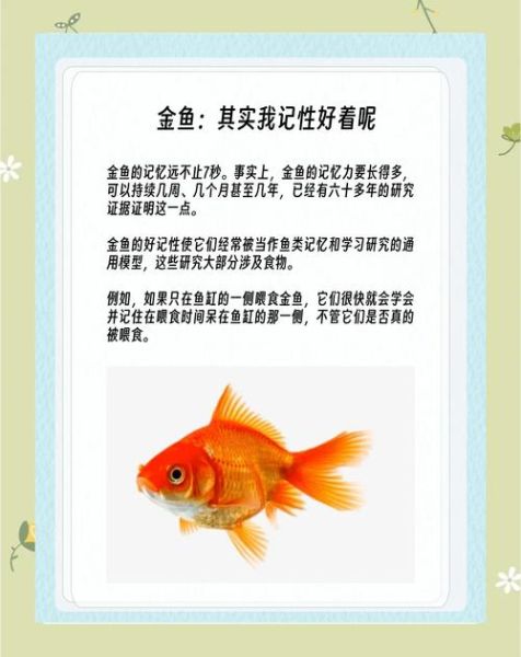 金鱼会表达情绪吗_金鱼情感表达方式