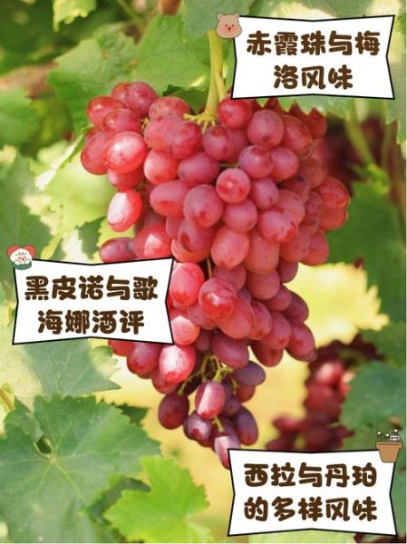 葡萄代表什么情感_葡萄象征爱情吗